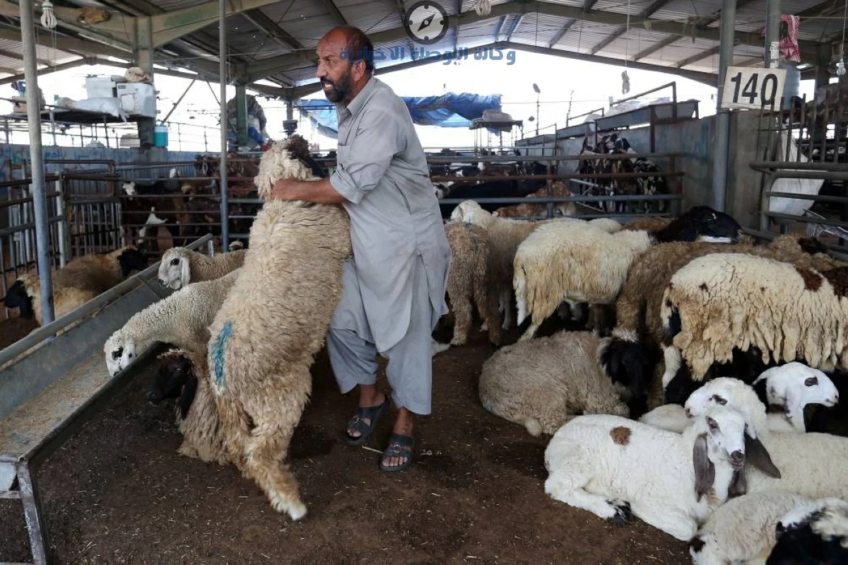 حيل خطيرة يستخدمها بعض تجار المواشي لزيادة وزن الاضحية