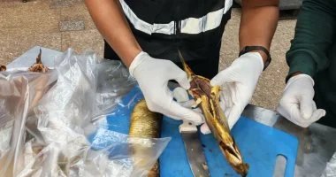 الهيئة القومية لسلامة الغذاء تعزز جهودها للرقابة على المنشآت السياحية لضمان سلامة الزوار في البحر الأحمر